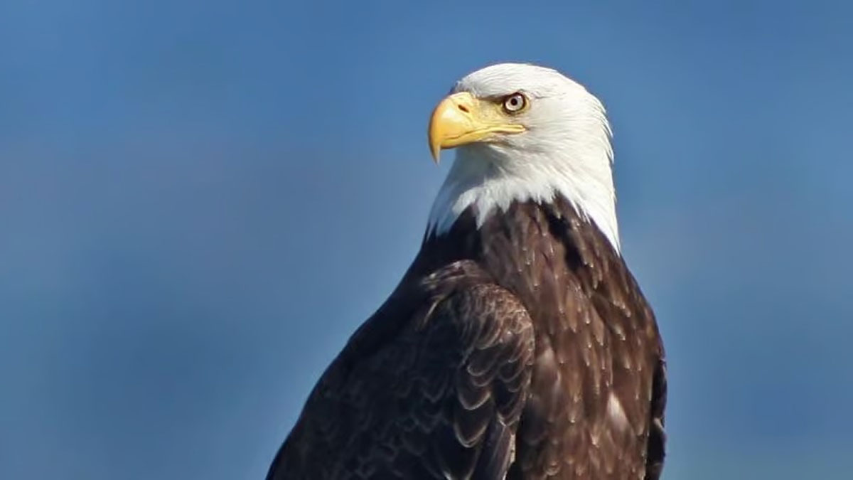 Eagle Watch Winter Trip at Heller Nature Center in Highland Park